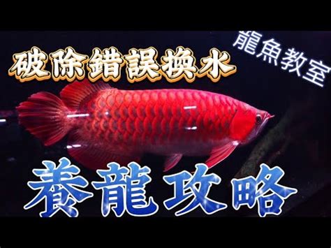 龍魚換水|冬天換水要注意的小細節以及各類型魚缸換水方式